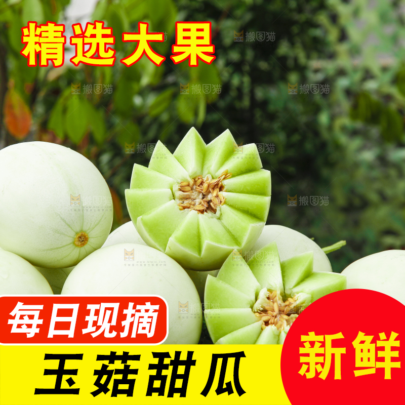 绿草地上摆放着山东玉菇甜瓜