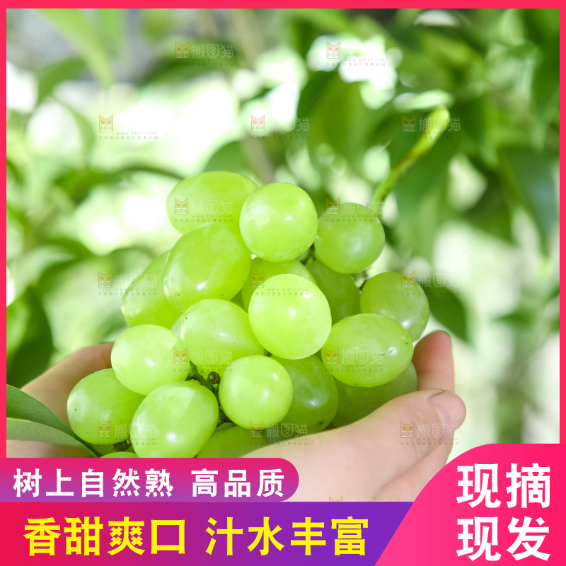 手里拿着澳洲无籽青提