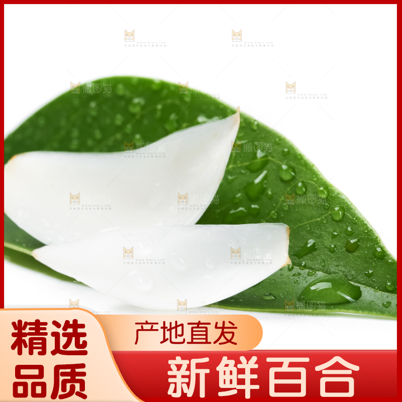 枝叶上摆放着鲜百合
