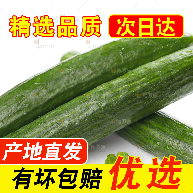 白底上摆放着山东水果黄瓜