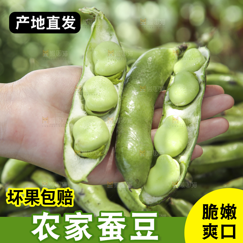 手里拿着青胡豆