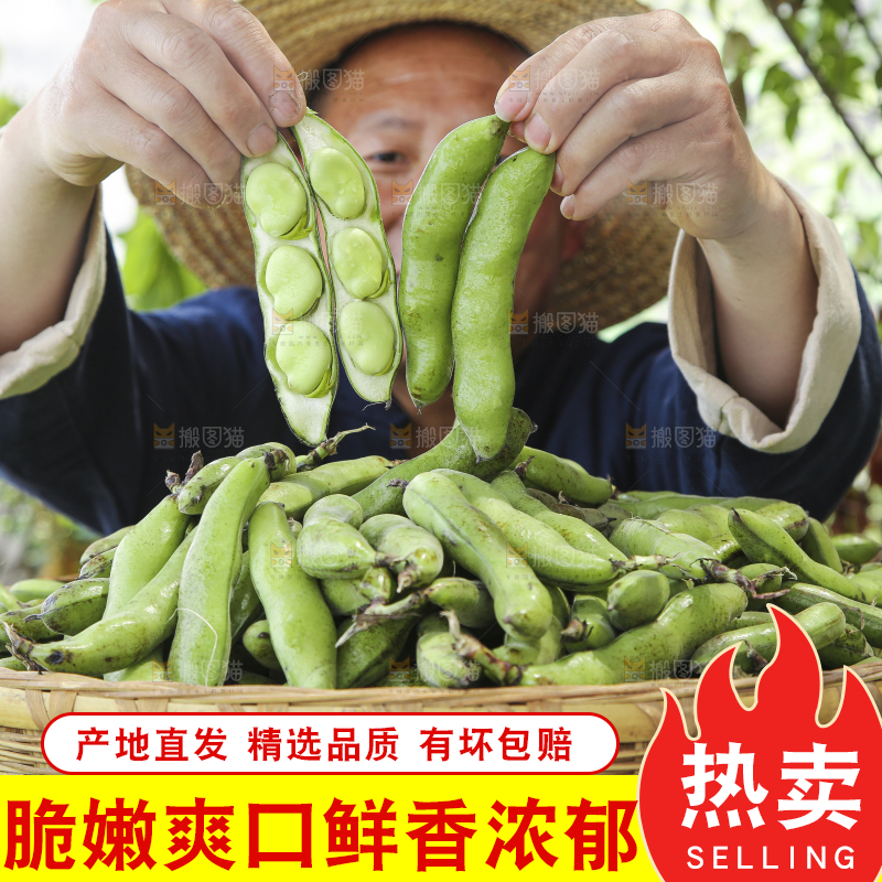 农民手里拿着青胡豆