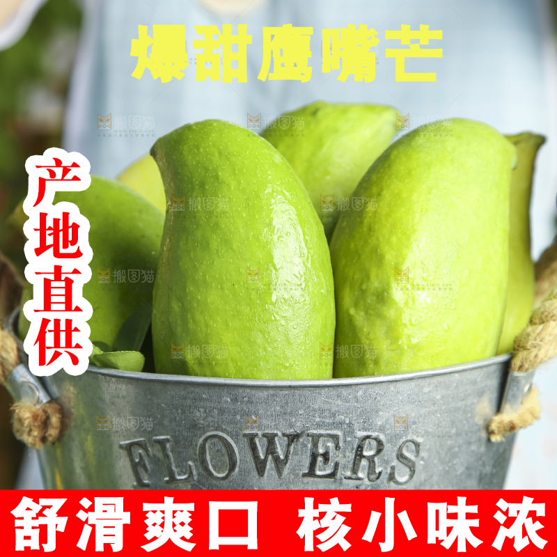 小铁桶里装着云南鹰嘴芒