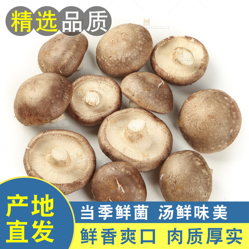 白底上放着香菇