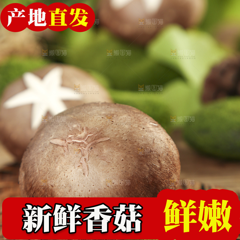木底上摆放着新鲜香菇