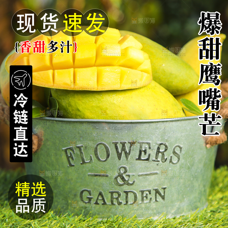 小铁桶里装着云南鹰嘴芒
