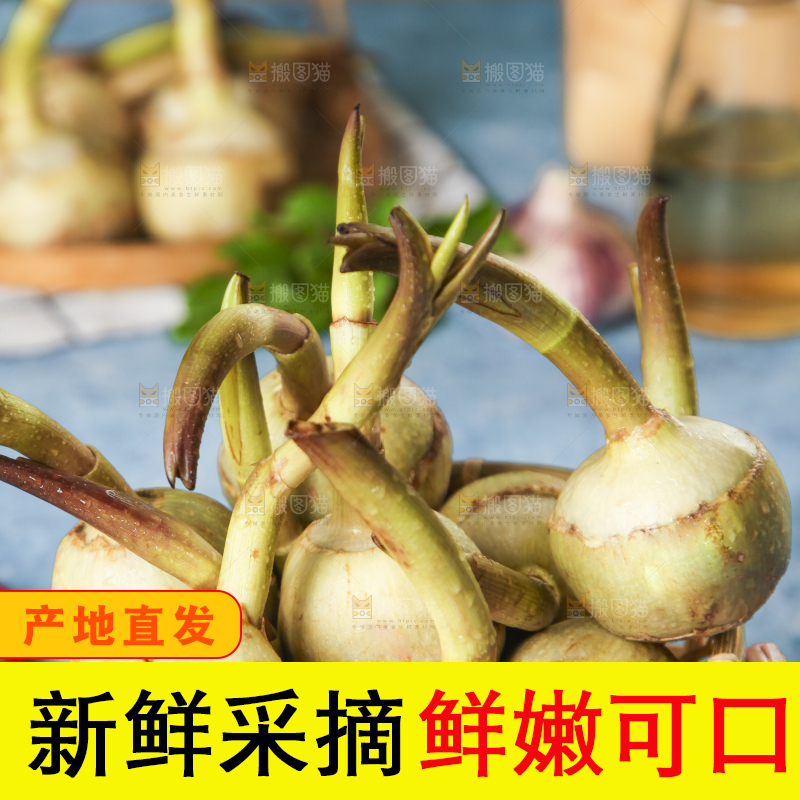手里捧着白慈菇