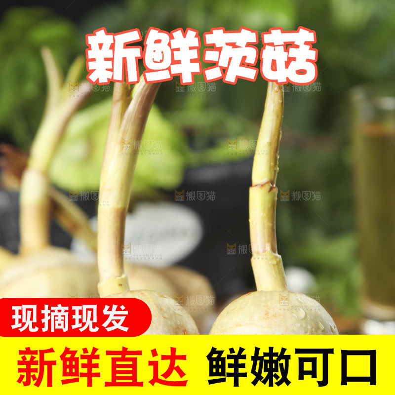 手里拿着新鲜茨菇