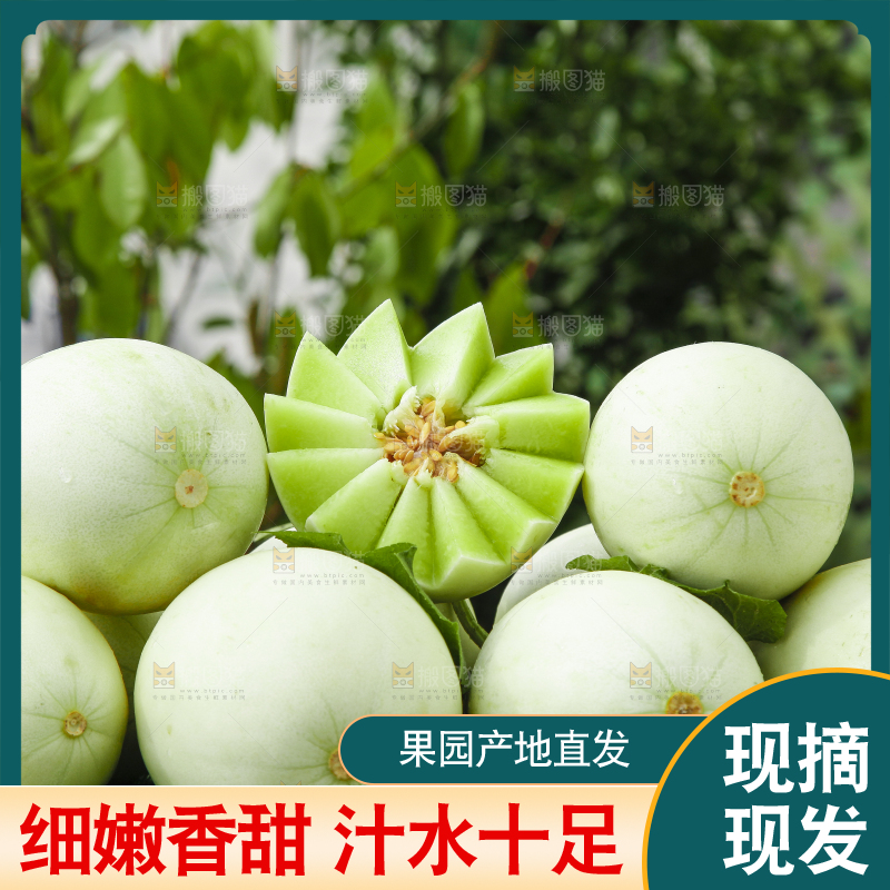 绿草地上摆放着山东玉菇甜瓜