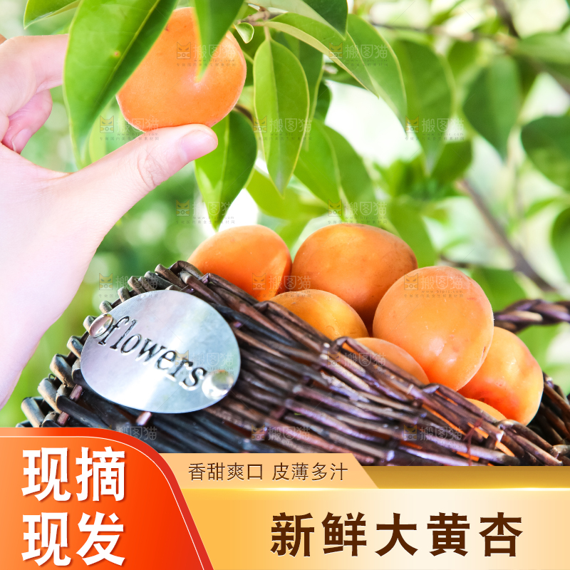手里拿着一篮大黄杏