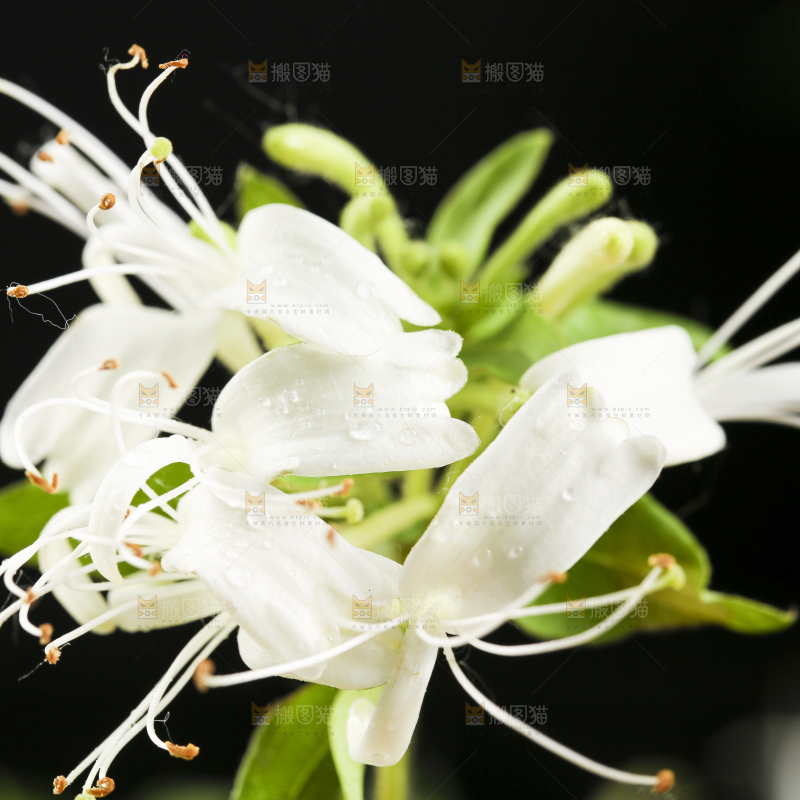 黑底上放着金银花