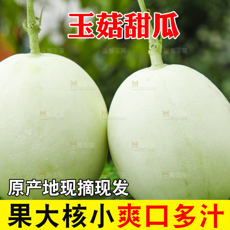 绿草地上摆放着玉菇甜瓜