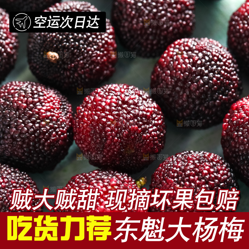 浅底上摆放着高山大杨梅