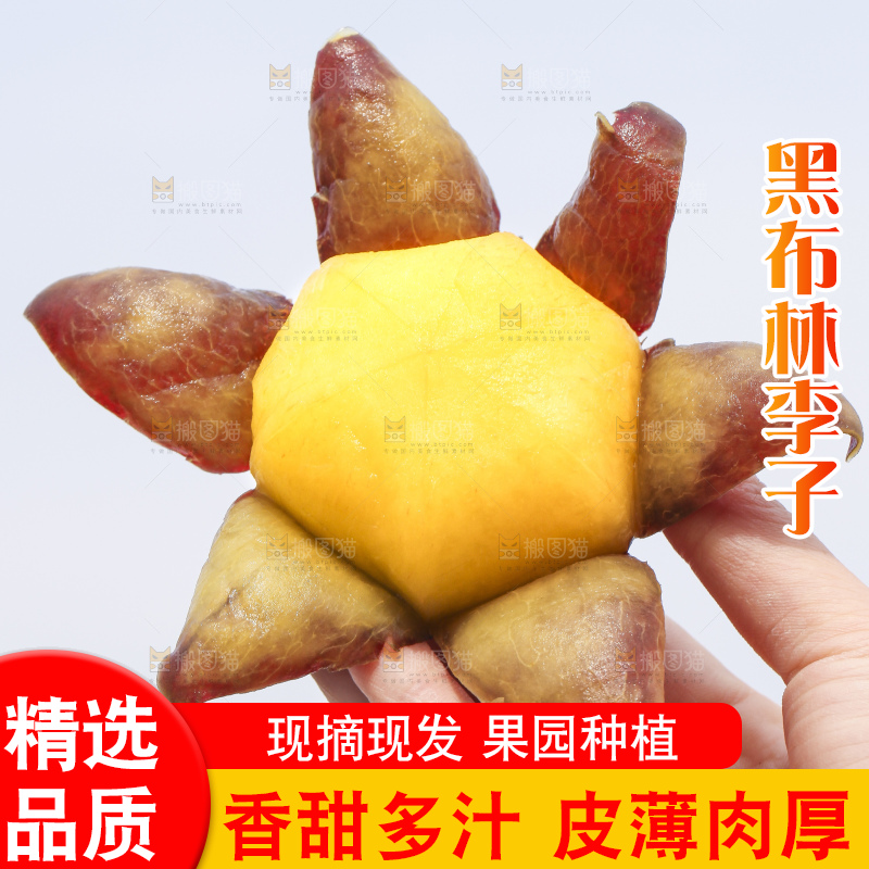 手里拿着进口黑布林