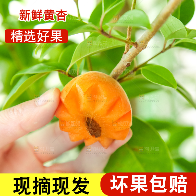手里拿着秦岭头茬大黄杏
