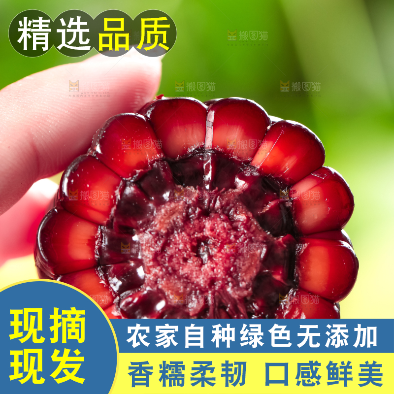 手里拿着黑玉米