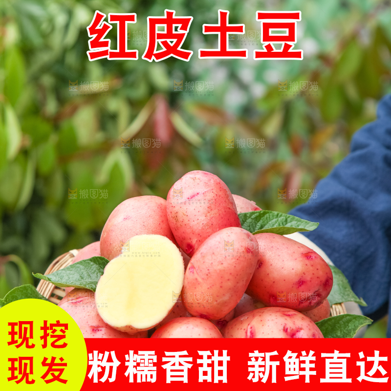 篮子里装着高山红皮土豆