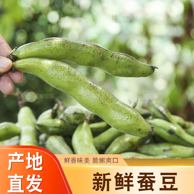 手里拿着生蚕豆