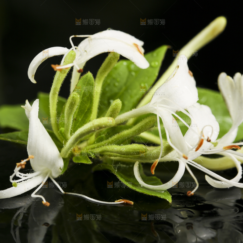 黑底上放着金银花