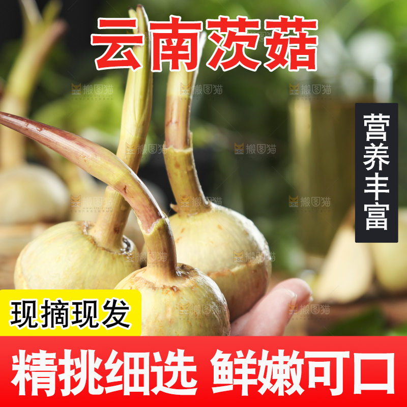 手里拿着新鲜茨菇