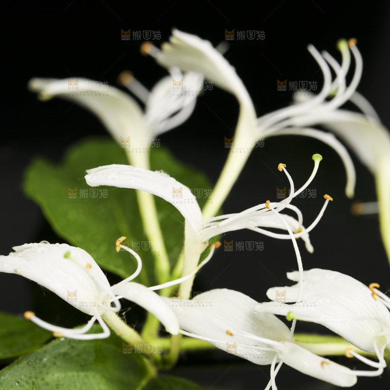 黑底上放着清凉金银花茶