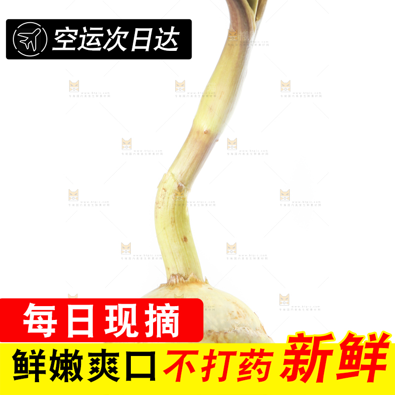 手里拿着茨菰