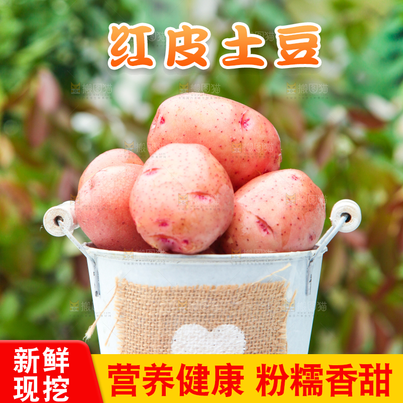 小桶里装着红皮土豆