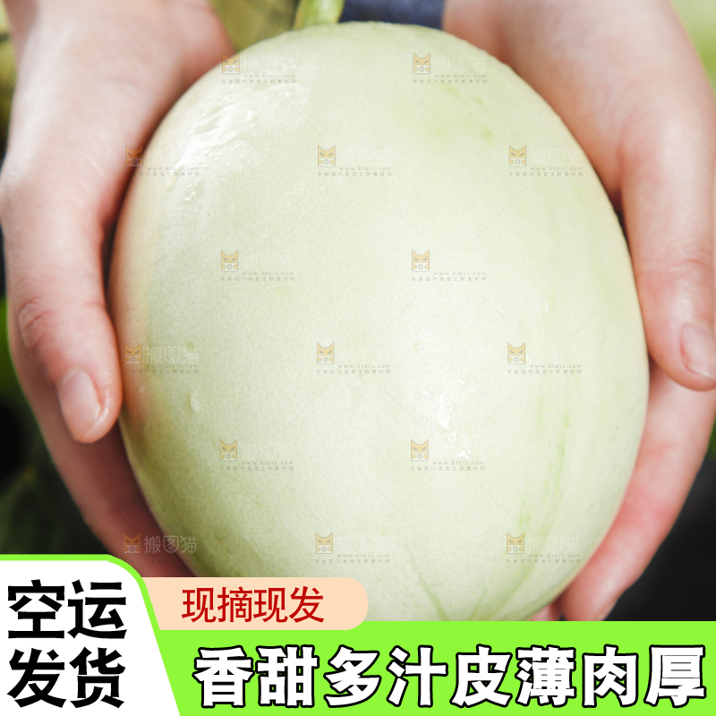 手里拿着南汇玉菇甜瓜