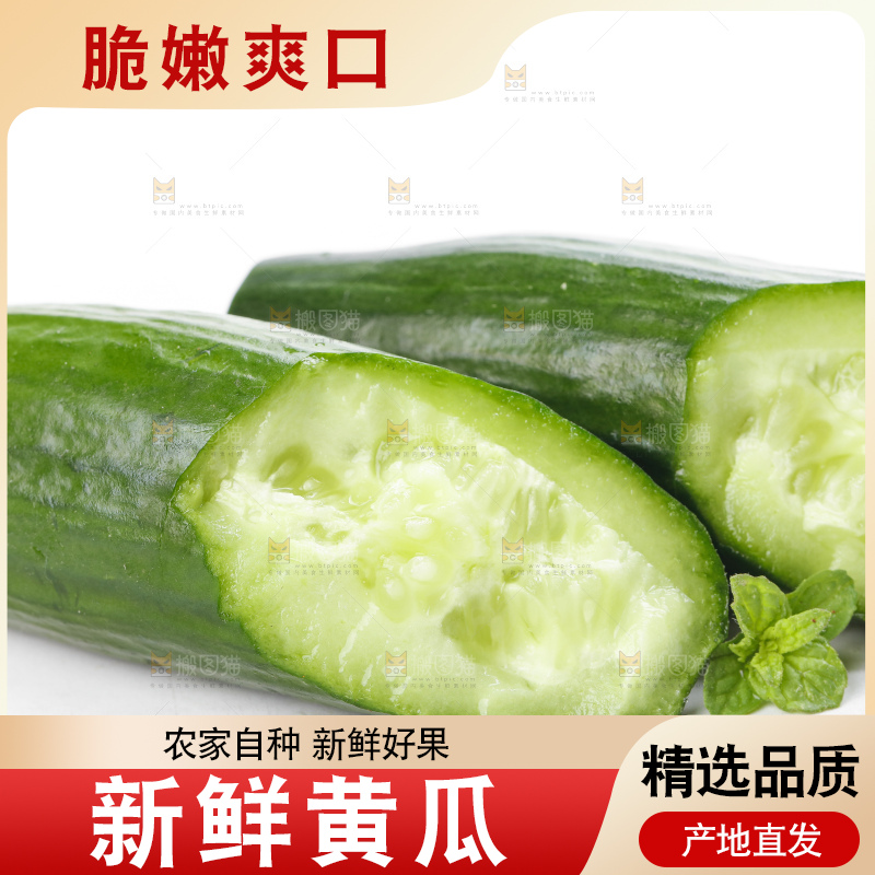 白底上摆放着山东水果黄瓜