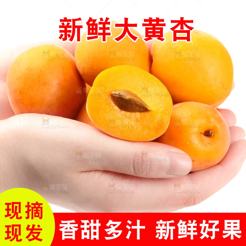 手里拿着大黄杏