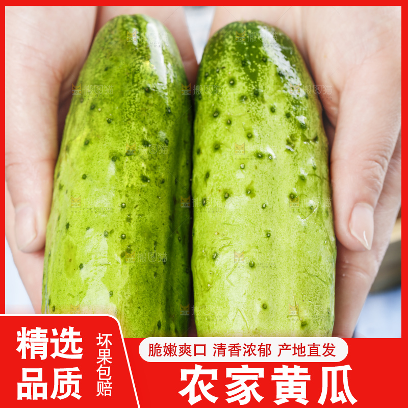 手里拿着刺黄瓜