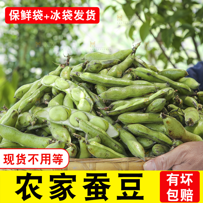 篮子里装着青胡豆