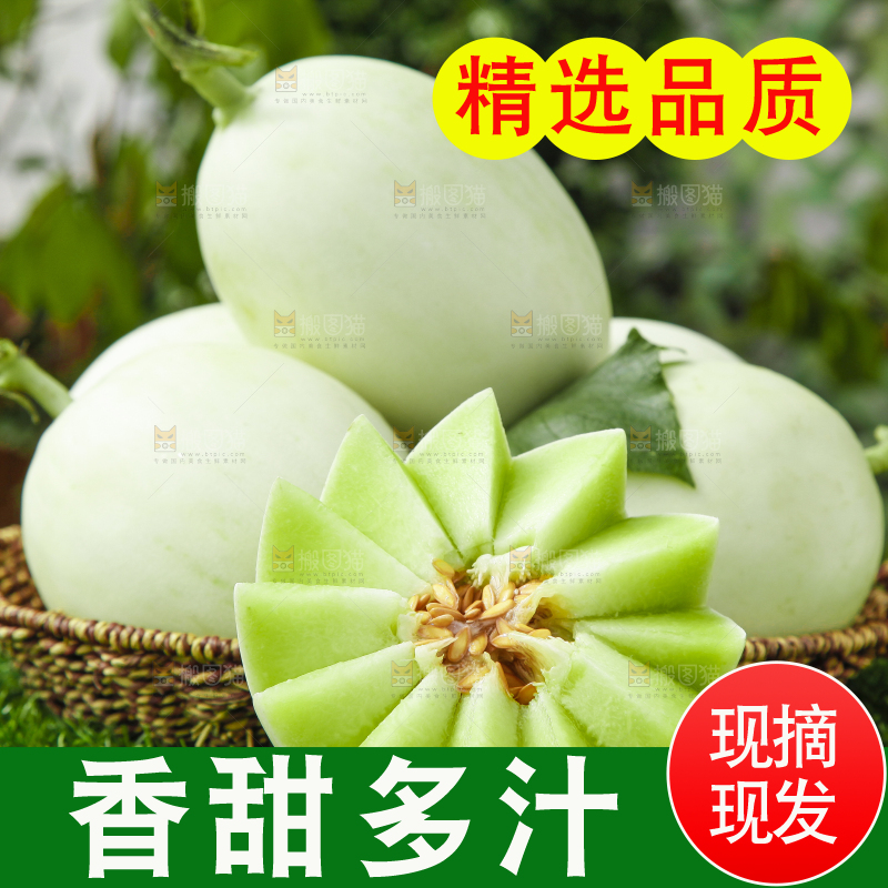 绿草地上摆放着山东玉菇甜瓜