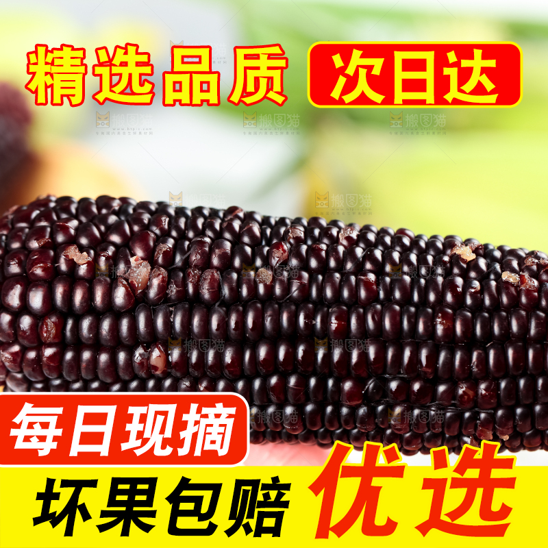 手里拿着黑珍珠玉米