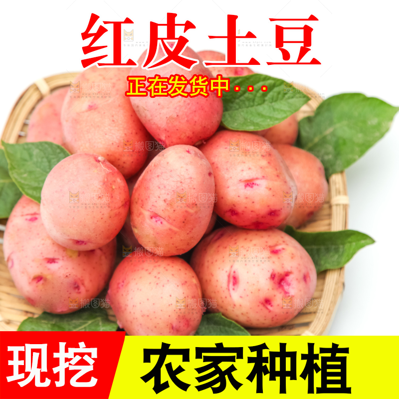 篮子里装着高山红皮土豆