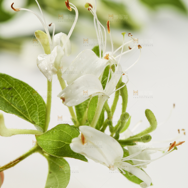 白底上的金银花
