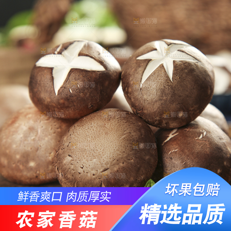 木底上摆放着新鲜香菇