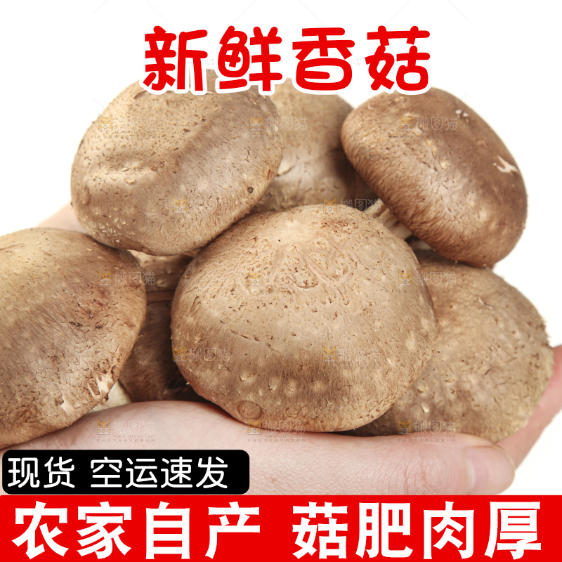 手里拿着新鲜香菇