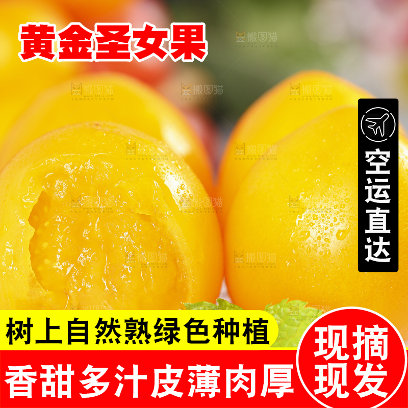 白底上摆放着山东黄金小番茄