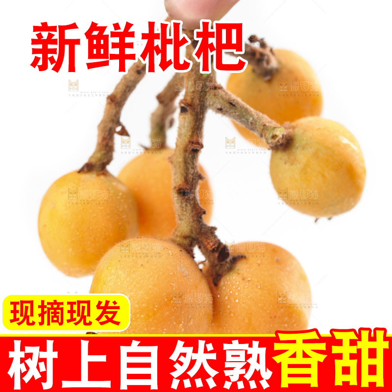 手里拿着枇杷果