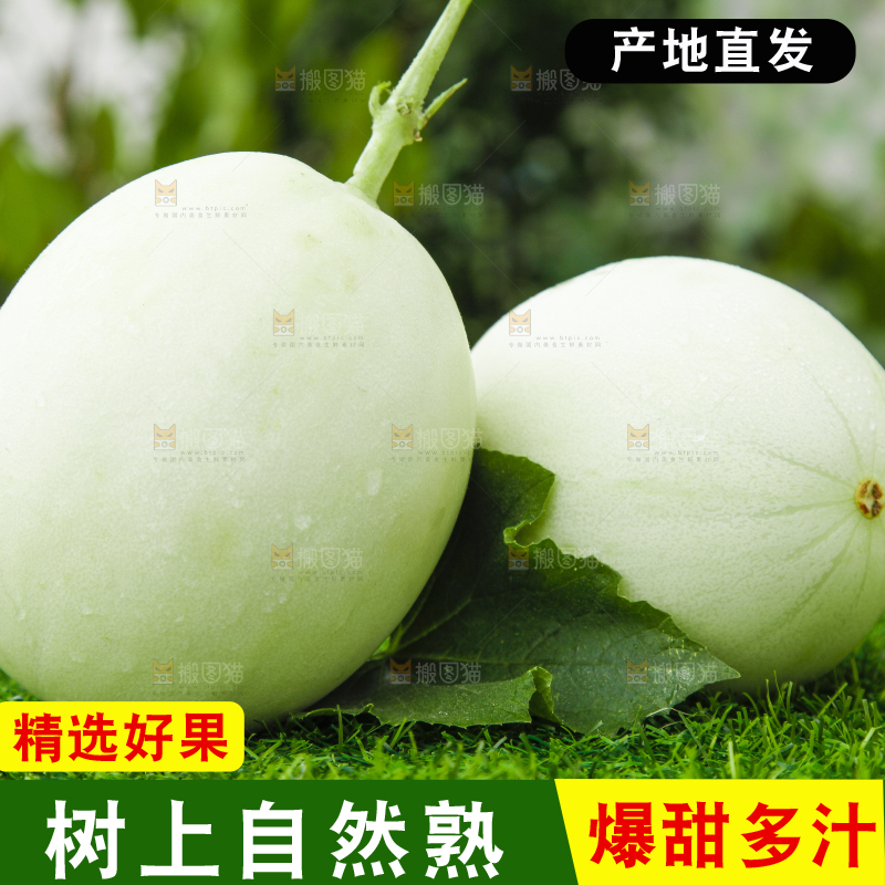 绿草地上摆放着山东玉菇甜瓜