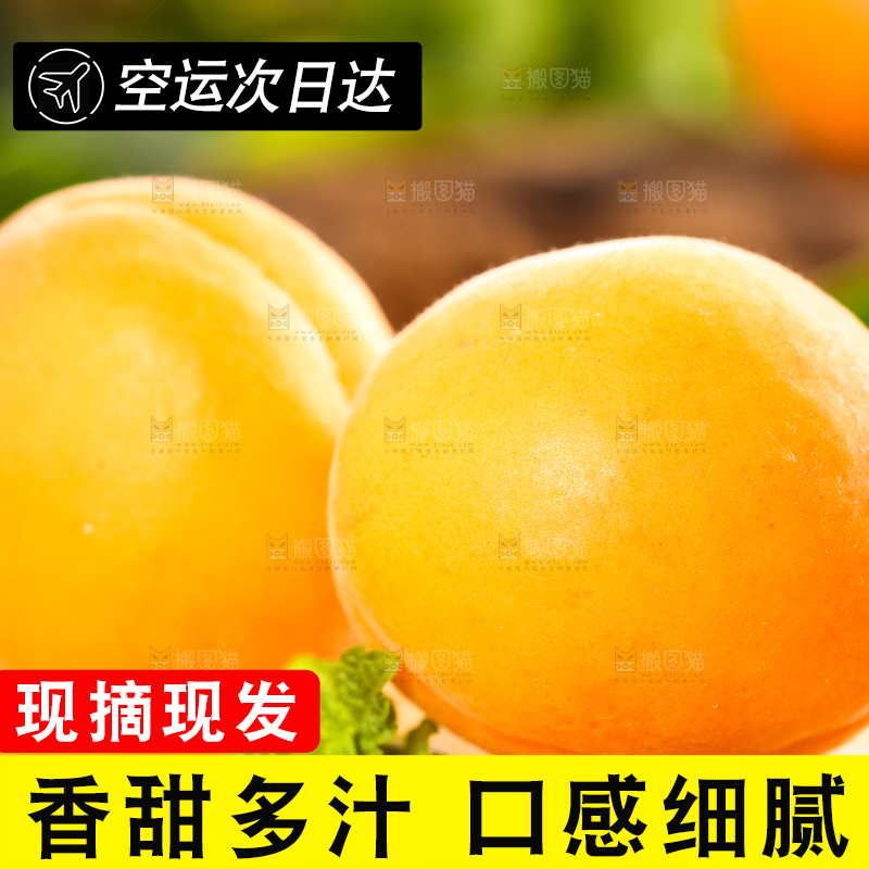 木底上摆放着秦岭头茬大黄杏