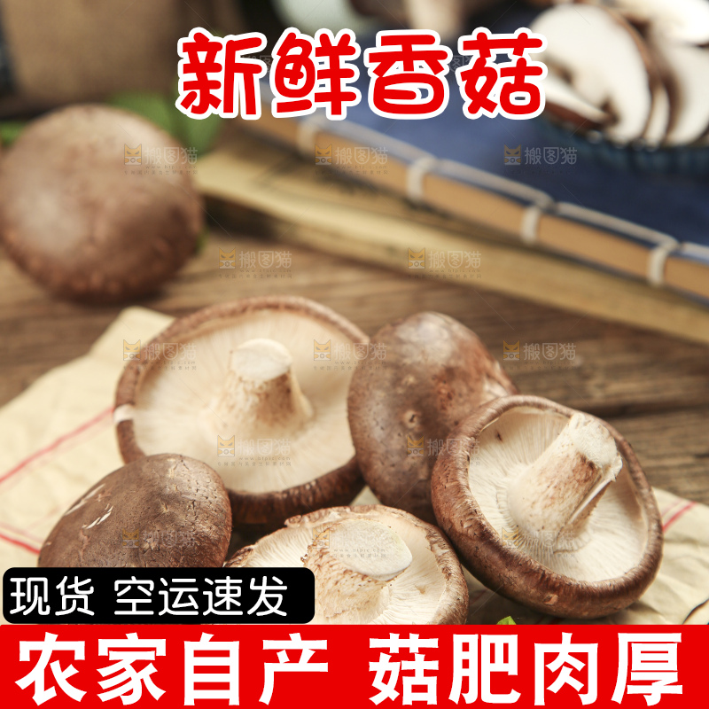 木底上摆放着新鲜香菇