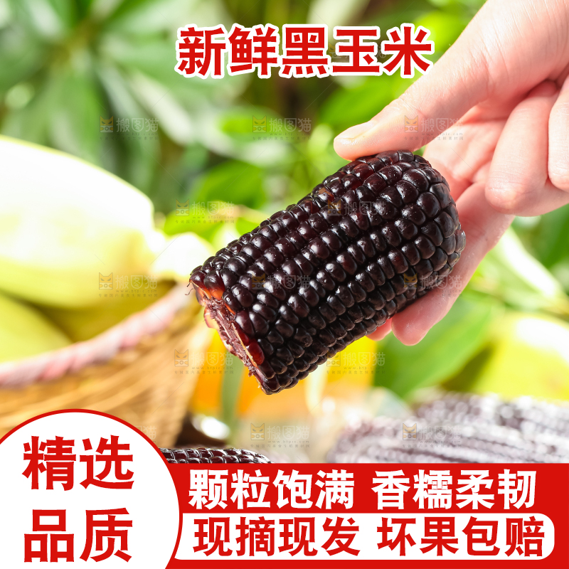 蒸笼里放着黑玉米
