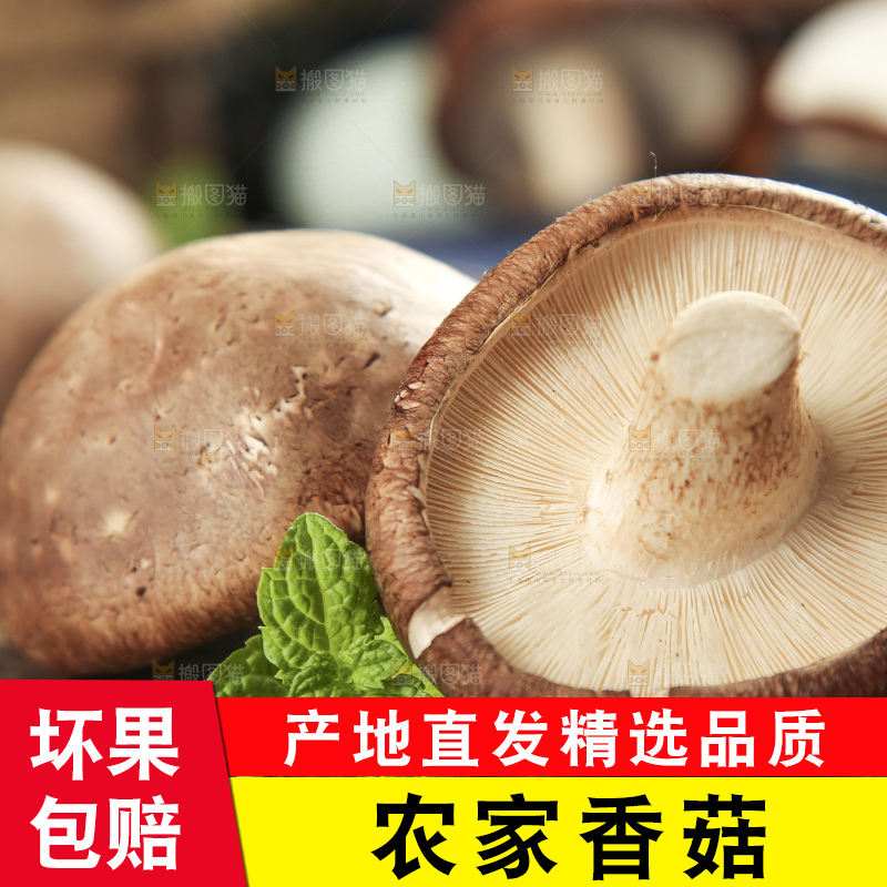 木底上摆放着新鲜香菇