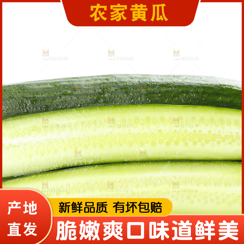 白底上摆放着山东水果黄瓜