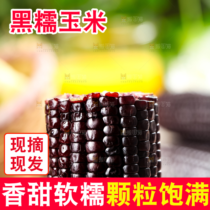 手里拿着黑玉米