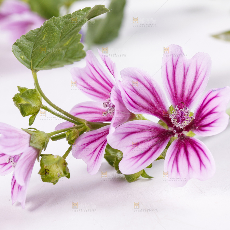 白底上摆放着锦葵花