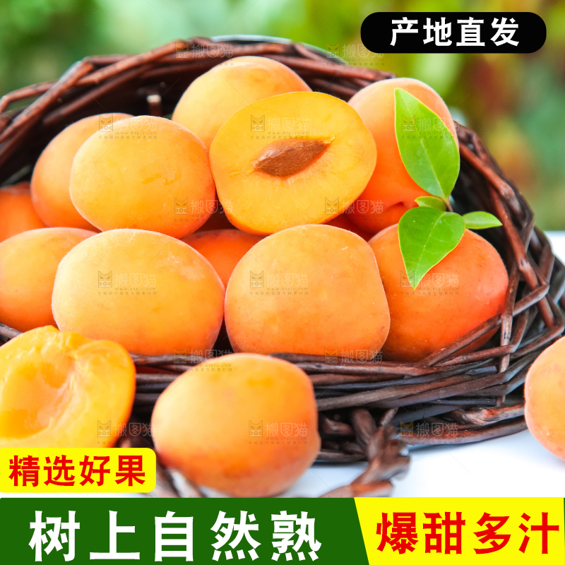 篮子里装着陕西新鲜大黄杏