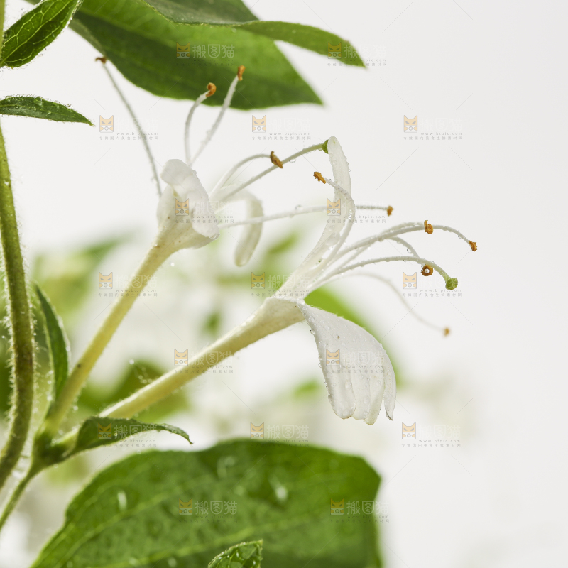 白底上的金银花